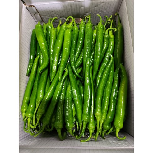 아삭아삭 맵지 않고 부드럽고 달콤한 맛있는 햇 롱그린 고추 1kg
