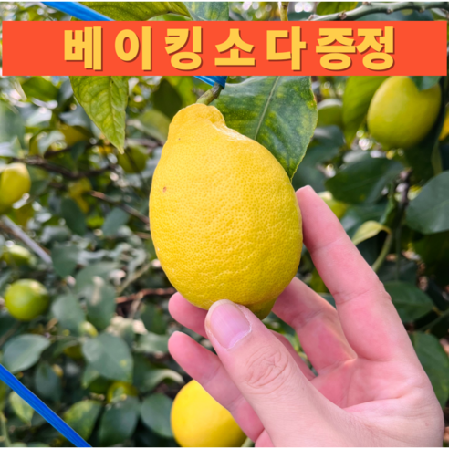[실속 최저가] 제주 국내산 산지직송 무왁스 못난이 레몬 가정용, 1박스, 못난이 레몬 4.5kg