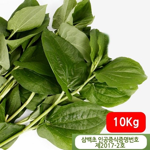 삼백초 생초 국산 농장직송