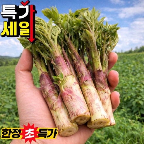 [단독초특가] 자연산 땅두릅 남해 독활 산지직송