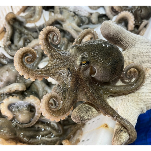 산지직배송 당일조업 국내산 중국 활 쭈꾸미 급냉 서해안 알배기 알쭈꾸미, 1개, 중국산 급냉 1kg