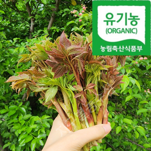 [오대산골짜기] 국내최상급 홍천 고랭지 눈개승마