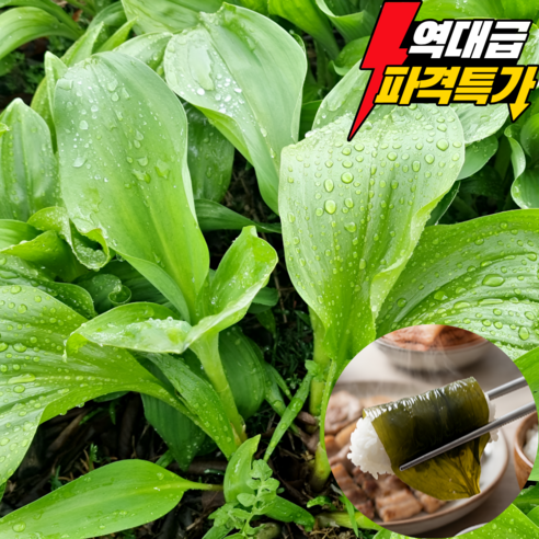 [산지직송]강원도 고랭지 생 명이나물 산마늘, 장아찌용 쌈채소
