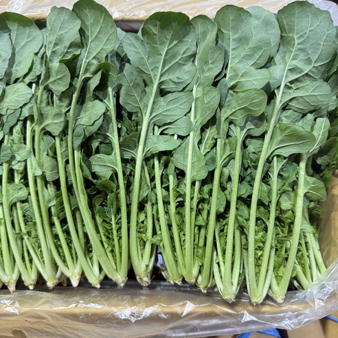 농진사 로케트 루꼴라 국내산 특 샐러드채소, 2kg, 1개