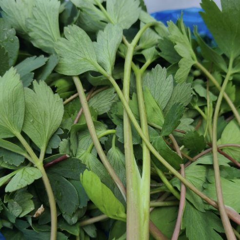 [대용량]해풍맞은 노지재배 햇 방풍나물, 1박스, 20kg