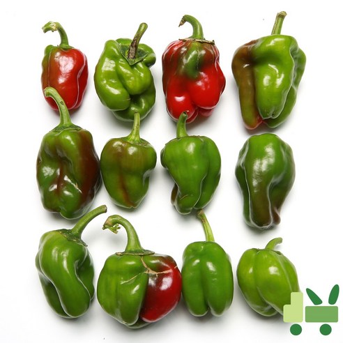 사라상회 청피망 10Kg (보통)