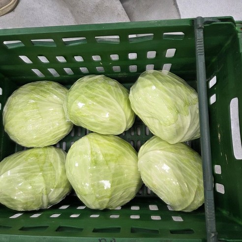 [제니네 제철과일] 산지직송 국내산 양배추