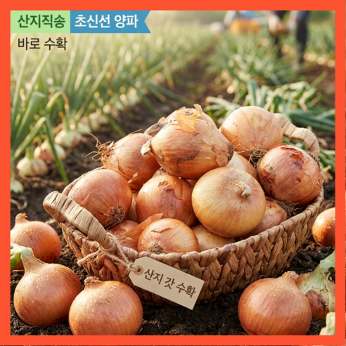 [품질보장] 양파 아삭단단 양파 산지직송 햇양파