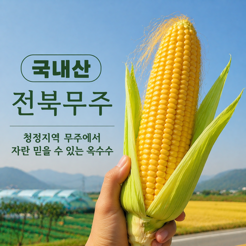 [한정특가]농장직송 달콤한 고당도 초당 옥수수