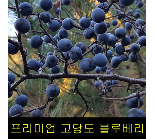 자연의 맛과 영양을 담은 담양 블루베리