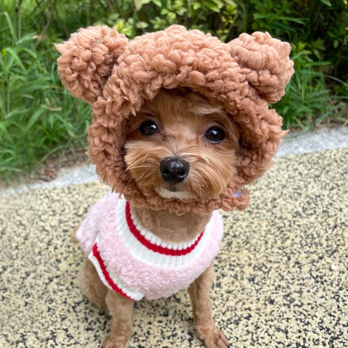 로로펫 반려동물 강아지 고양이 곰돌이모자