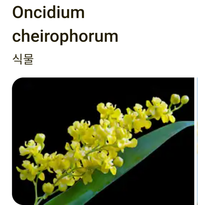 신라난농원환타지아.Oncidium cheirophorum.원종.온시디움 케어라퍼럼.향천쵸코렛향..신상품입고.예쁜노랑색.필독뒷사진참고.