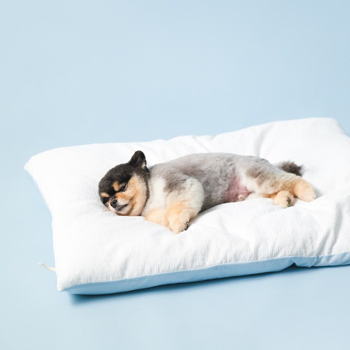 아르르 반려동물 모달 꿀잠이불