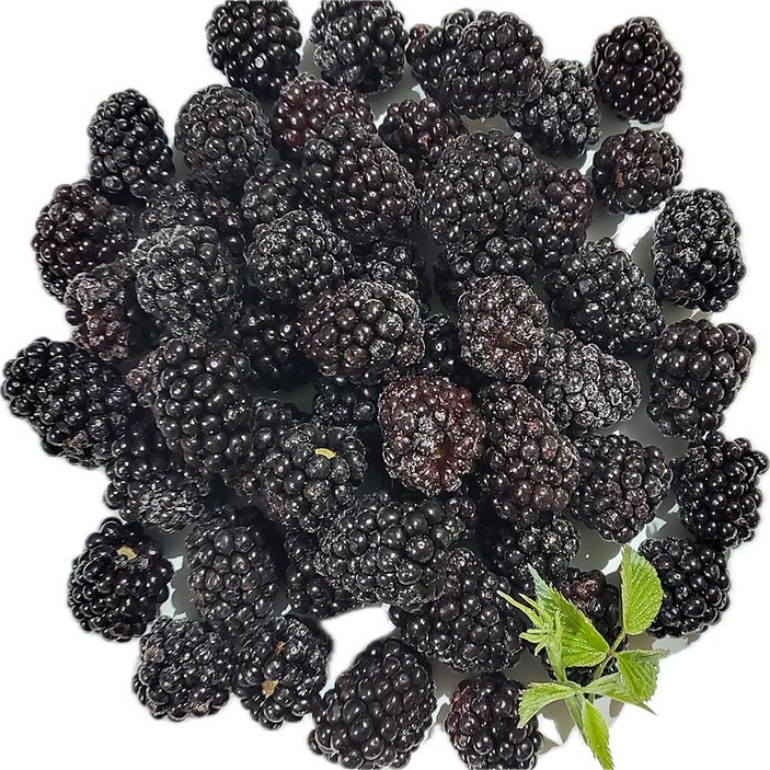 백운팜 햇 블랙베리 슈퍼복분자(급냉) 에어세척3차선별