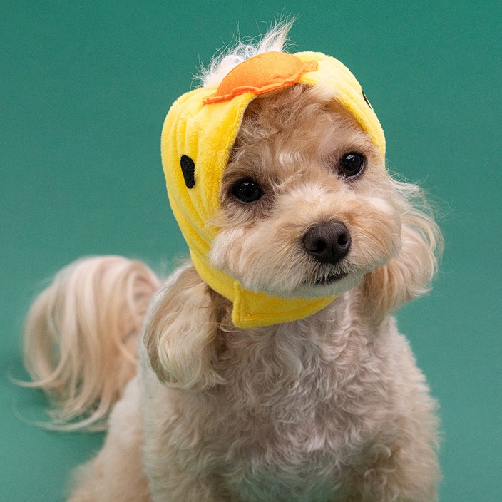 도그아이 강아지 모자 애니멀캡