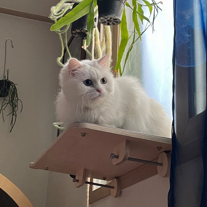 캣돌 고양이 창문 창틀 선반 해먹 캣타워, 대형브라운