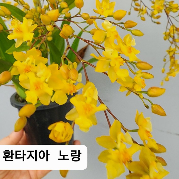 [어썸플라워] 환타지아 상신골드 1+1