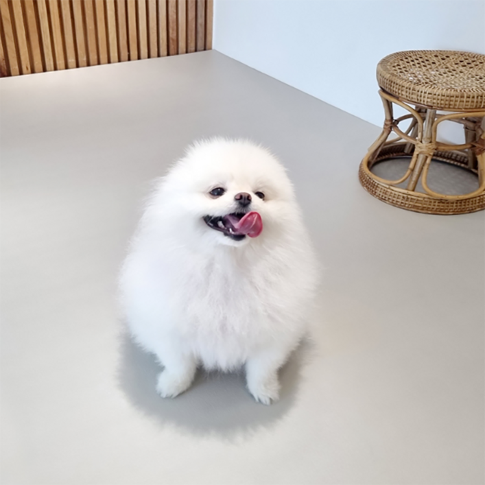 천일카페트 강아지 미끄럼방지 덧매트