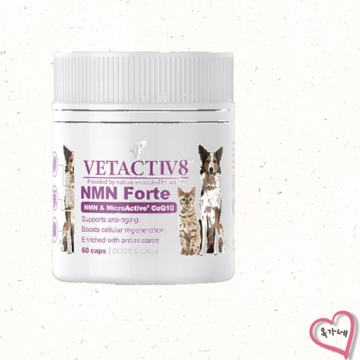 [국내정품]벳액티브8 엔엠엔 포르테 강아지 고양이 항산화제 60정[매장]