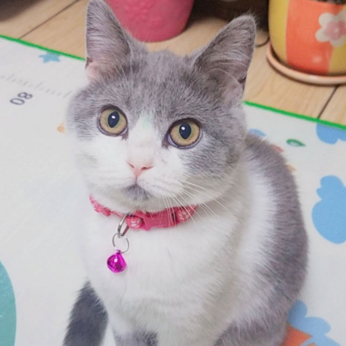 마이카싸 무배 111 고양이 방울 목걸이 3p