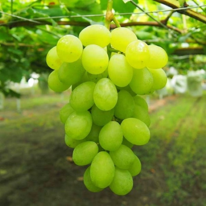 씨없는 청포도 묘목/ 포도나무 세기무핵 / 장미향 최신품종