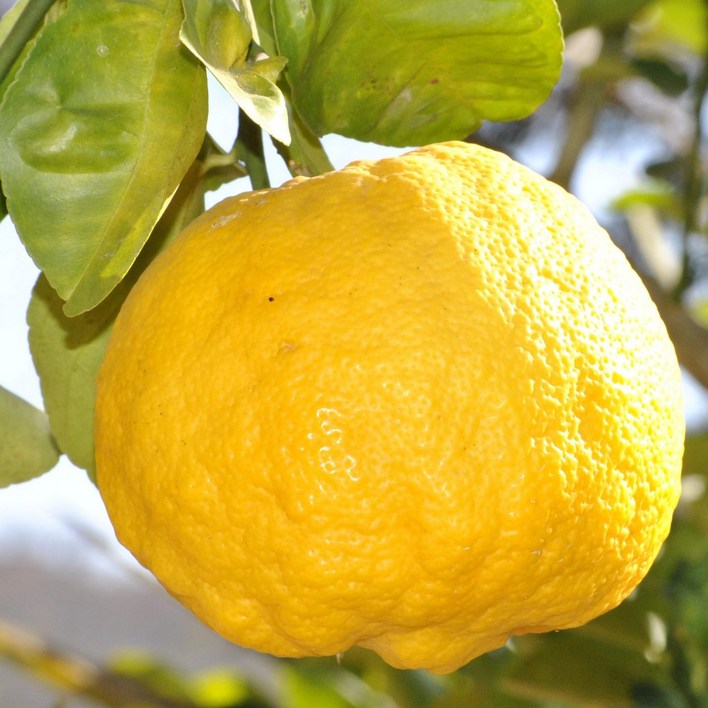 유자 나무 묘목 / 정원에서 키우는 향기로운 유자열매 3년생