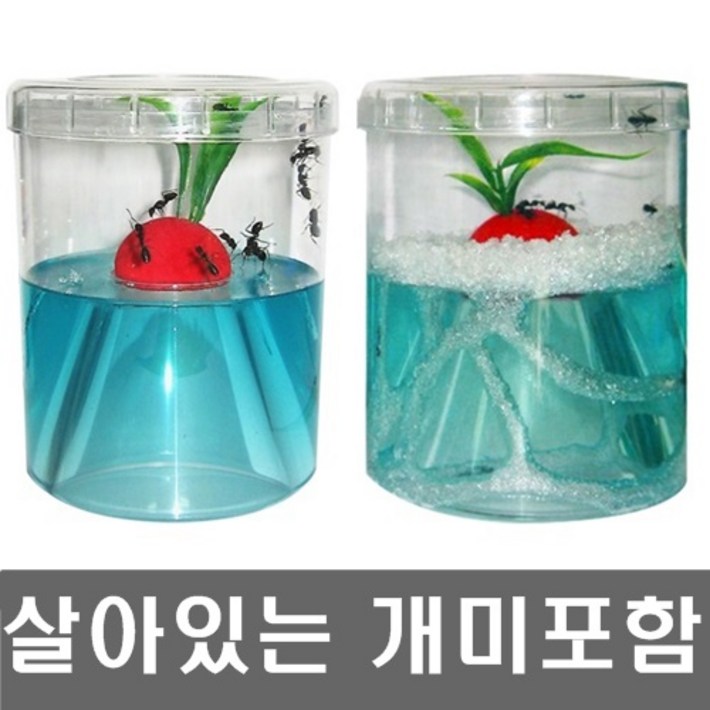 개미집워크북 살아있는 개미포함개미키우기 세트앤트빌곤충키우기 개미집워크북 살아있는 개미포함개미키우기 세트앤트빌곤충키우기