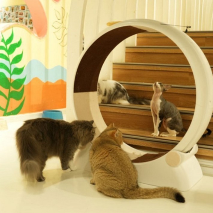 캣바이브 변질 없는 캣휠 저소음 일본 고양이 캐릭터 스타일 단단한 단일색상 펫링 반려동물, 1개, 흰색