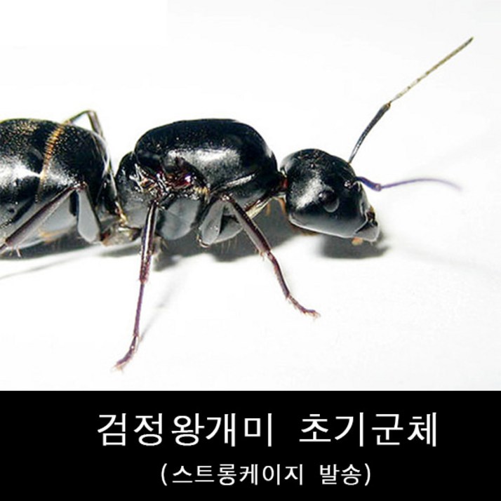 개미사육애완개미검정왕개미일본왕개미초기군체