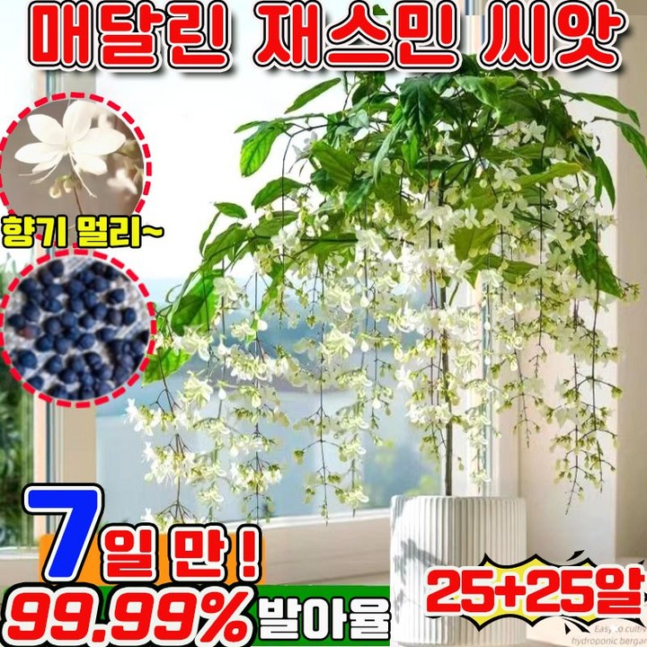 빠른 배송 100200 행인 자스민 쟈스민 꽃나무 향기로운 재스민 강렬한 향의 매달린 재스민 씨앗 초높은 발아율 향기가 멀리 재스민 사은품 랜덤 증정