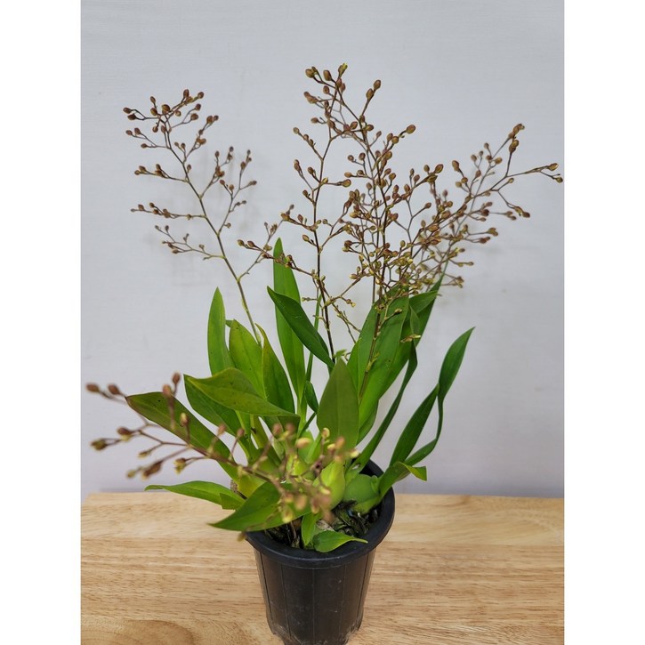 봄봄 환타지아 핑크 향기난 봄봄 환타지아 핑크 향기난