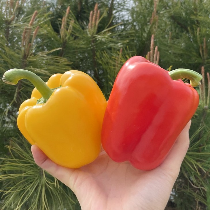 이웃집 국내산 파프리카 빨강 노랑 혼합