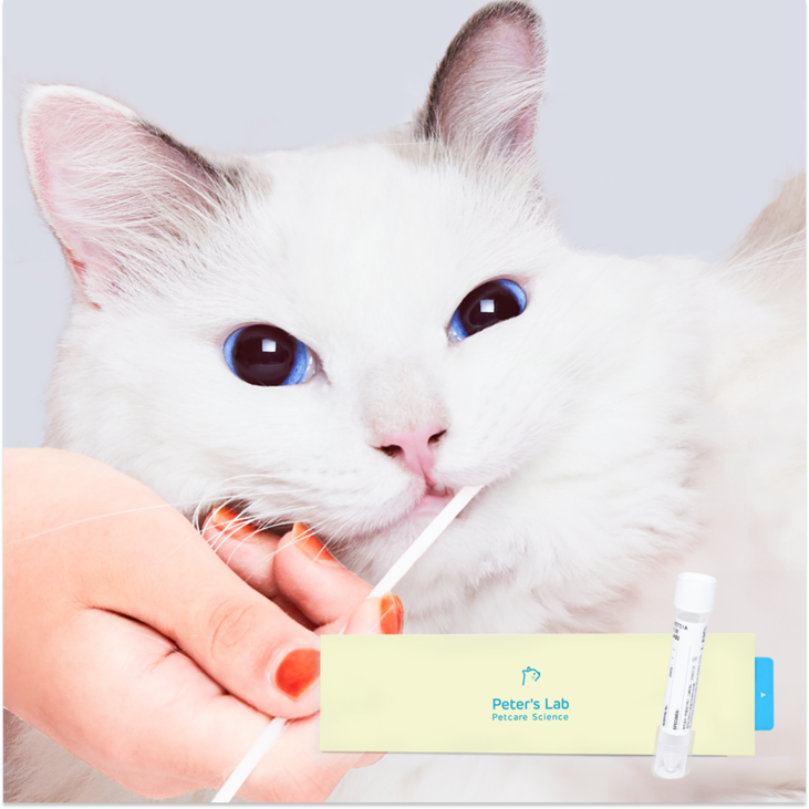 피터스랩 고양이 질병예측 유전자검사 스마트 건강검진 키트, 1개, 40g 피터스랩 고양이 질병예측 유전자검사 스마트 건강검진 키트, 1개, 40g